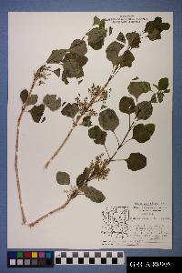 Fraxinus anomala image